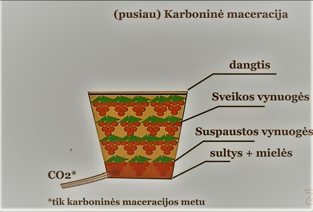 karboninė maceracija