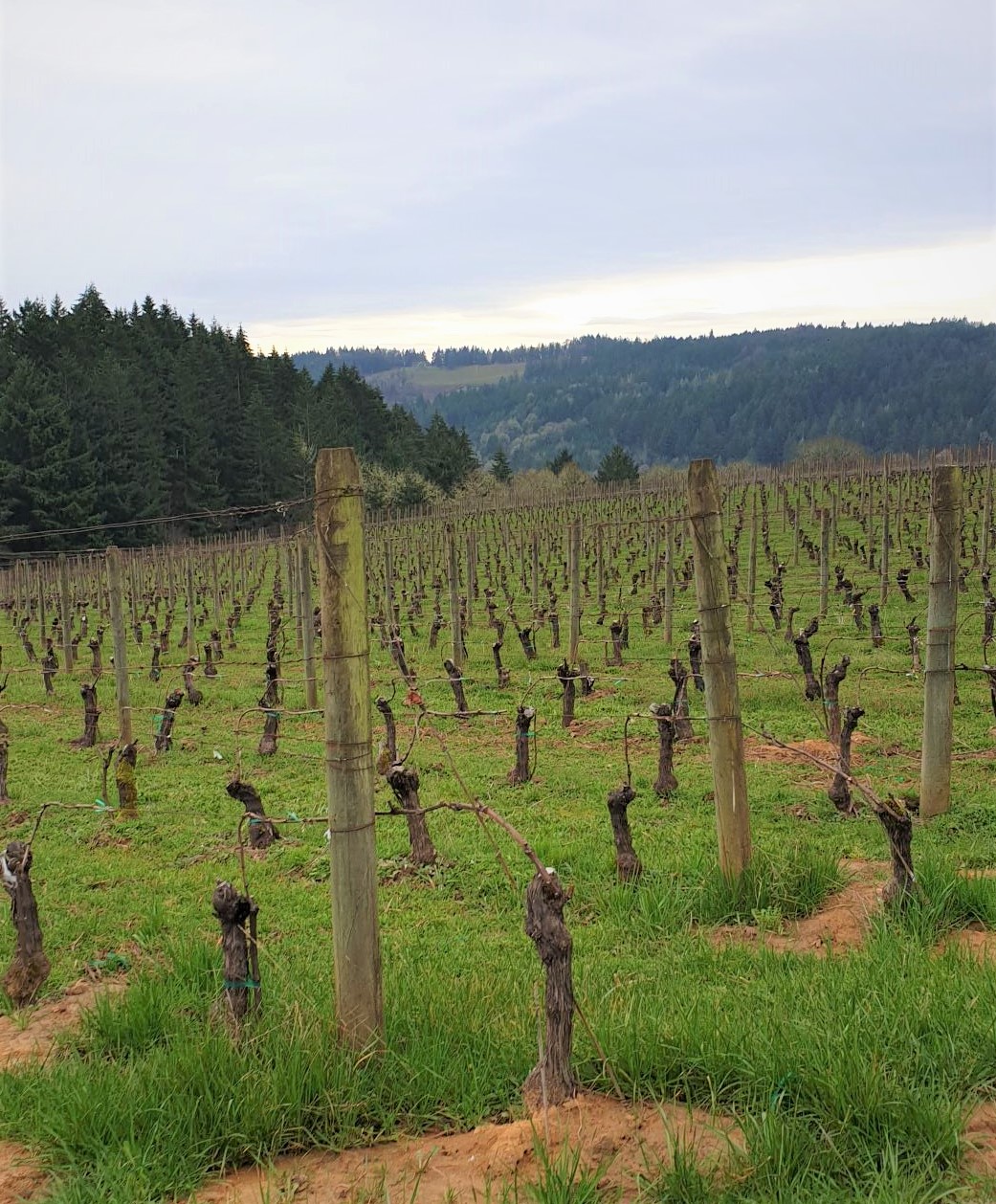 Beaux Freres Pinot Noir Oregon Willamette